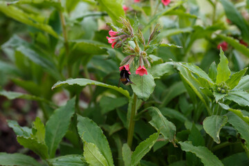 Bumblebee on flowers of pulmonaria rubra in spring garden