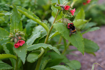 Bumblebee on flowers of pulmonaria rubra in spring garden