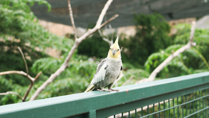 A small parrot bird that is primarily found in aviary