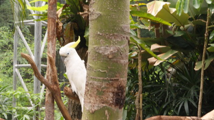 Parrots, Yellow-crested white cockatoo
