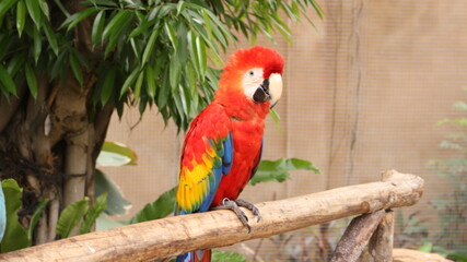 Macaw birds