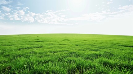 Fototapeta premium Photorealistic Landscapes: Large Green Grass Field with Blue Sky