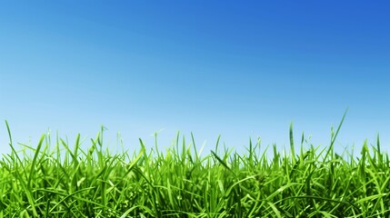Obraz premium Green Grassland with Blue Sky Background