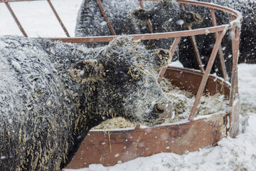 cow covered in snow by a bale feeder