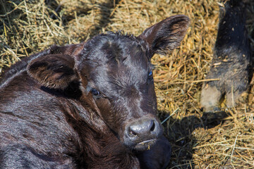 Black Angus calf © Peter