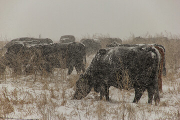 Black Angus cows in a snow storm