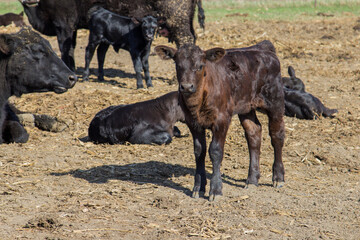 Black Angus calves © Peter