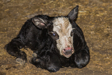 newborn black baldy calf