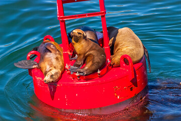 Californian Sea Lion.