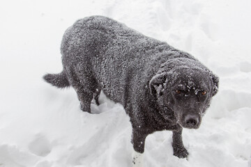 black dog dusted with snow