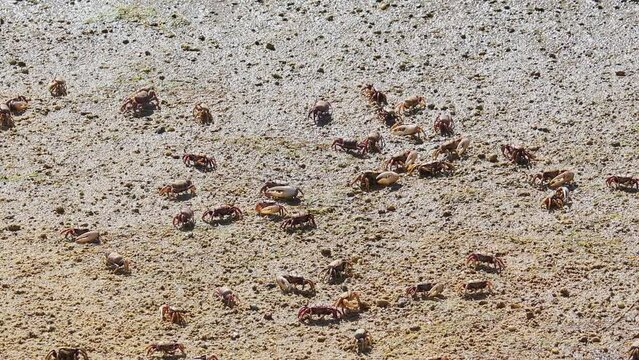 Fiddler Crab, Uca pugnax or tangeri at Ria Formosa Nature Park, Algarve in Portugal.