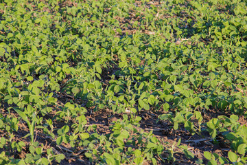 soybean plants