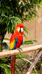 Macaw birds