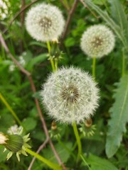 dandelion head