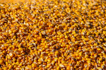 corn kernels