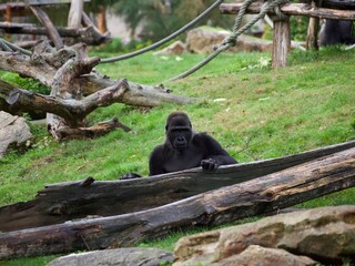 gorille