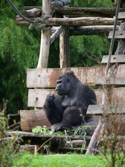 Gorille