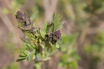 lilac buds