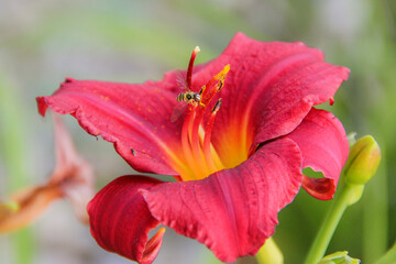 red day lily