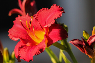 Fototapeta premium red day lily