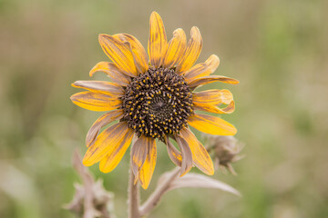 dusty sunflower