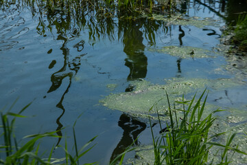 A pond in the park that is heavily weeded. Swamp with stagnant water