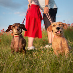 two dachshund dogs sitting in front of a kissing couple on a poppy field