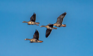 Greater white-fronted geese in flight
