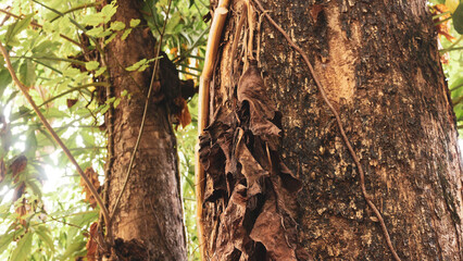 Portrait of the texture of a tree trunk