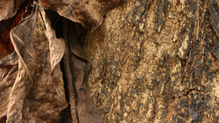 Portrait of the texture of a tree trunk