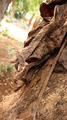 Portrait of the texture of a tree trunk