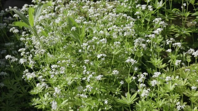 Blooming Sweet Woodruff in a Shady Spring Garden