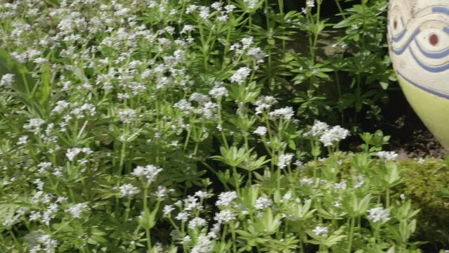 Blooming Sweet Woodruff in a Shady Spring Garden