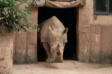 Close up Huge standing Rhino