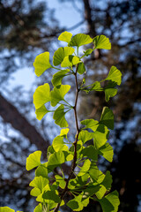 Ginkgo biloba, commonly known as ginkgo or gingko green leaves sun backlit.