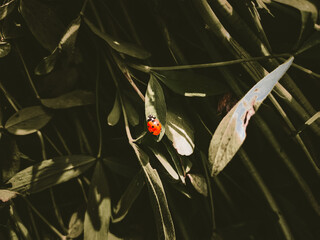 Ladybird Insect: Close-up of a vibrant red ladybug, a symbol of luck and natural pest control, exploring a green leaf, perfect for educational materials.