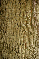 bark of a tree