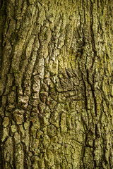 bark of a tree