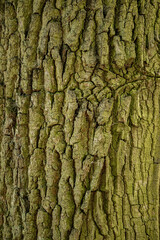 bark of a tree