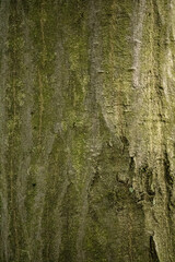 Obraz premium bark of a tree