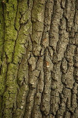 bark of a tree