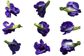 Butterfly pea flowers on a white background