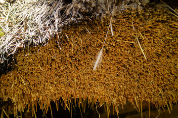 close up of thatched roof 