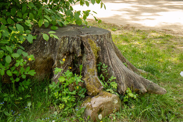 roots of tree