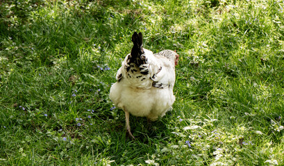 chicken in the farm