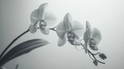 A graceful grayscale photograph of orchids set against a smooth gradient background, emphasizing their delicate features