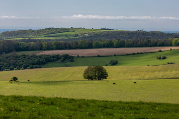 An idyllic South Downs landscape on a sunny spring morning