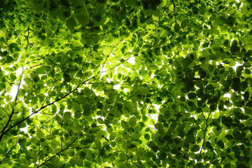 A carpet of green leaves: crowns of beech trees with fresh spring foliage, viewed from below.