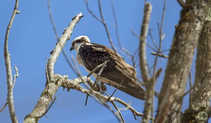 Osprey