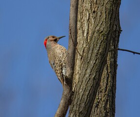 woodpecker on tree